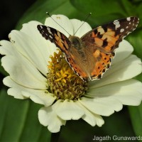 Vanessa cardui Linnaeus, 1761